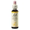 BACHBLÜTEN Cerato Tropfen 20 ml